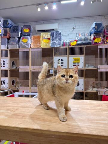 bear face short hair golden shaded BSH british - photo 5 of 5