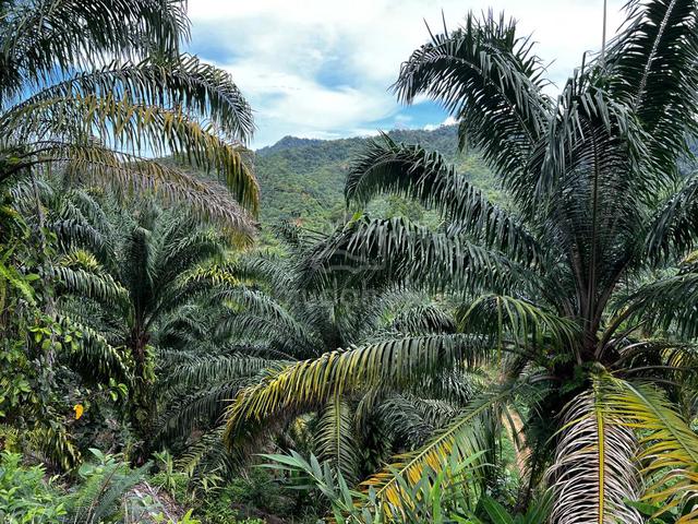 Palm Oil Land CL800 Acres Ulu Membakut KK Sabah 5