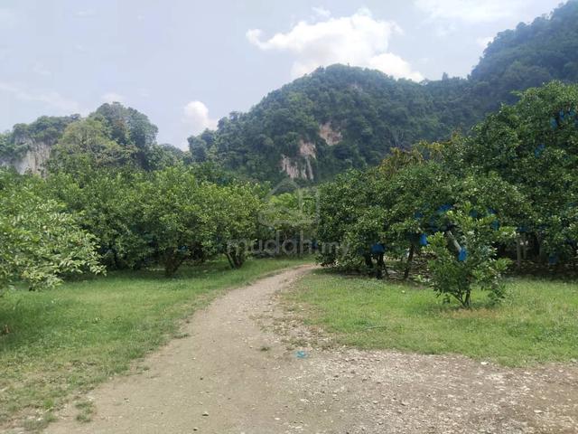 1.32 acres pamelo orchard at ampang baru, Ipoh 1