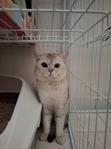 Silver Point BSH - photo 2 of 6