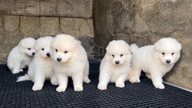 Samoyed - photo 2 of 2