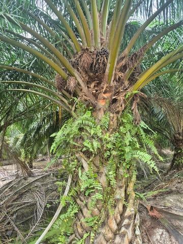Kebun Sawit 1 Ekar Tanjung Karang Selangor 1