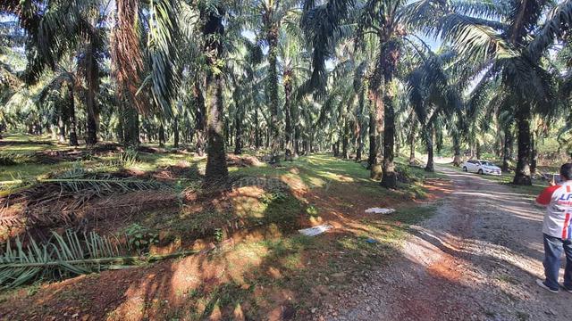 Tanah Near Tmn Kelisa Ria Sg Petani 1