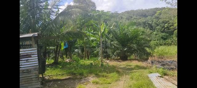 Keningau Agricultural Land for Sale 1