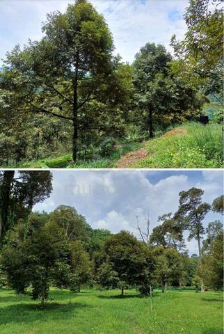 Investment Durian Farm 5.86 Acres – Titi Jelebu Kuala Klawang 1