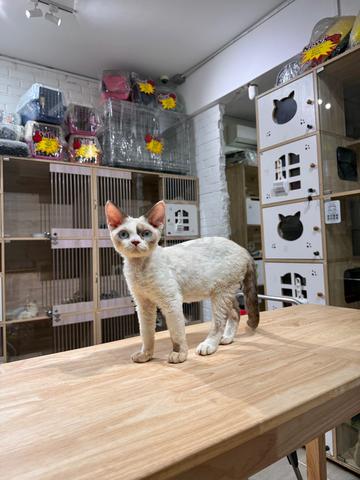 seal bicolour Devon Rex can send Singapore - photo 5 of 5
