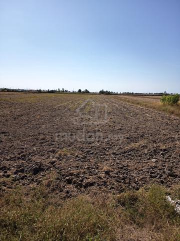1.5 Ekar Tanah Sawah Utk Dijual ( Pt 14 Simpang 5 ) 1