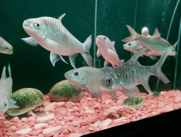 Koleksi Ikan Tempatan  - photo 3 of 6