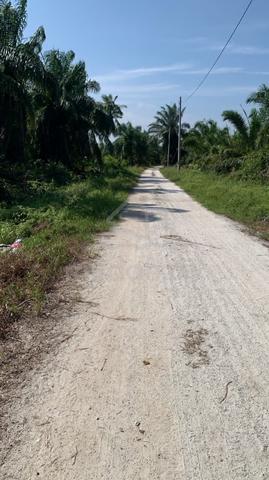 Tanah Sawit Murah Jalan Began Tengkorak Tanjong Karang untuk di jual 1