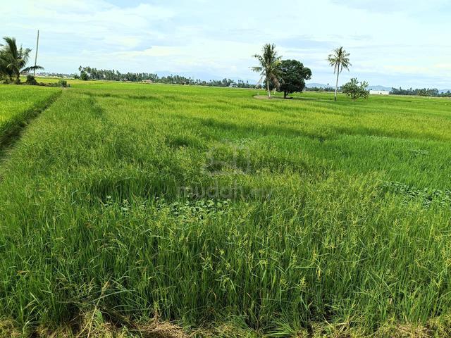 Tanah Sawah - Kampung Bakar Kapor Penaga 1