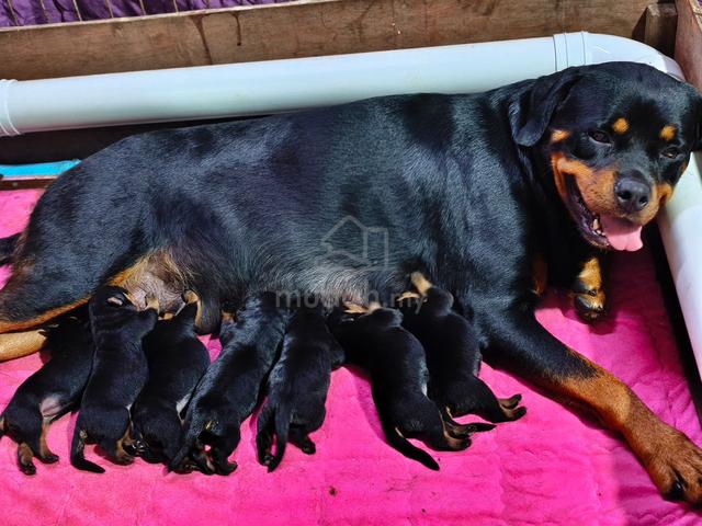 Rottweiler (Serbian bloodline ) - photo 2 of 2