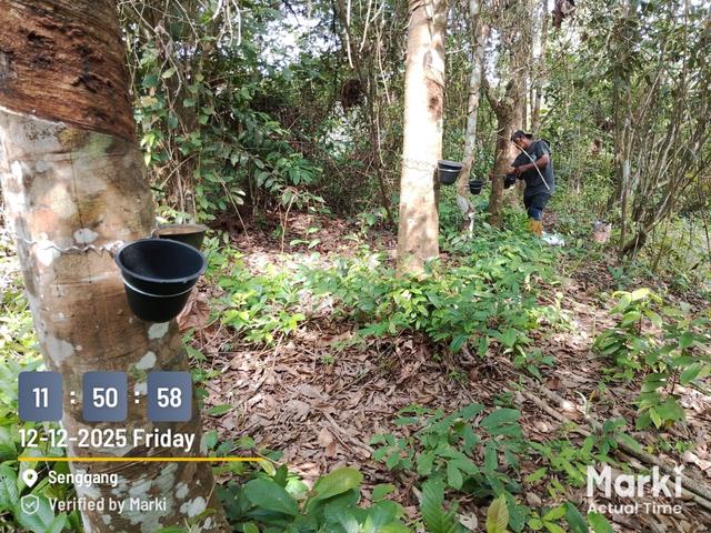 LADANG GETAH 1000 pokok 6.6 ekar Kpg Rambai 7 KUALA KANGSAR Ipoh Perak 1