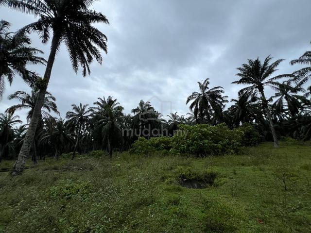 Freehold 3.605 Ekar Ladang Sawit RTB Sungai Draka Taiping, Perak 5