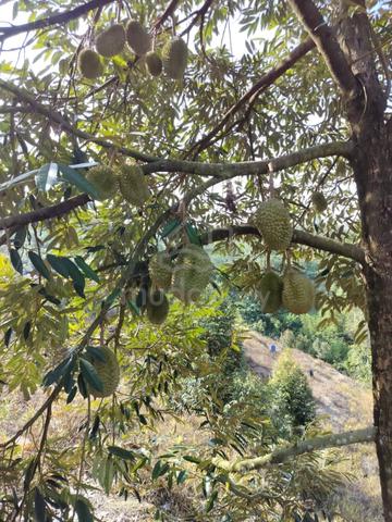 Raub Town Area Durian Farm for sell 5