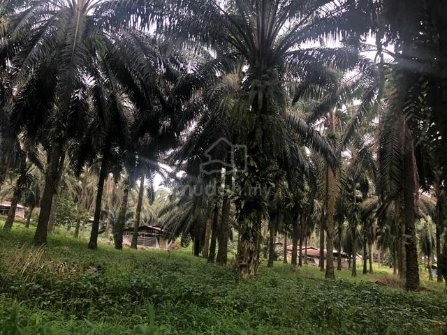 BESIDE INDUSTRIAL ZONING Batu Kawan Valdor Freehold Agricutural Land 1