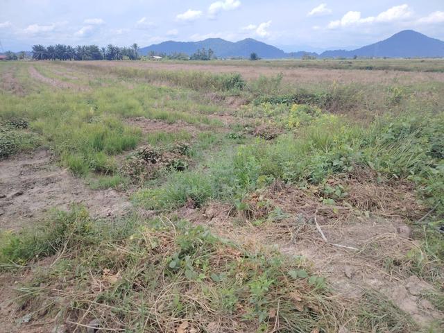 FH😊5.38ac NON BUMI💕 ROAD FRONTAGE TEPI JLN BESAR SG GEDUNG BG SERAI 1