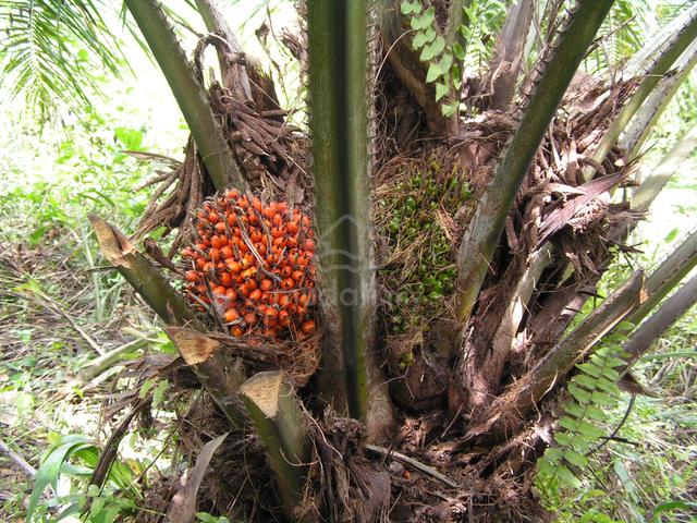 oil palm land for sale 1
