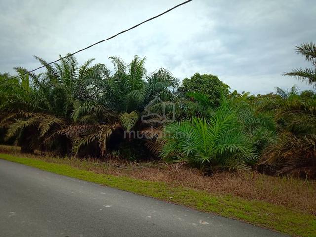 Tanah Pertanian Air Hitam Johor 1