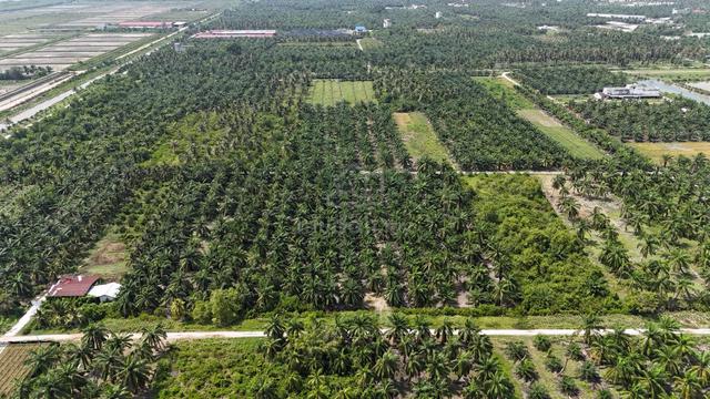 TANAH PERTANIAN 1 EKAR Api-Api Kuala Selangor 1