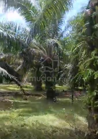 Bukit Selambau Agriculture Land for Sale 1