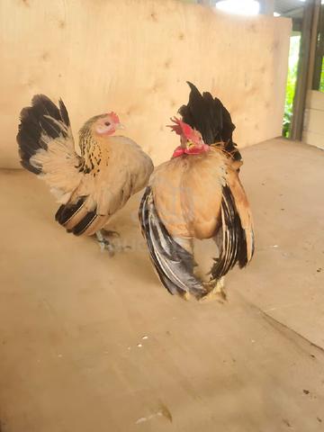 Ayam Serama  - photo 3 of 4