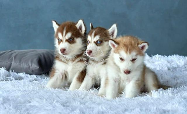 Snow wooly store husky for sale