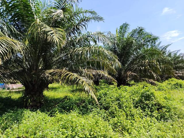 Rompin Pahang, palm oil plantation Land For Sale, 200 Acres, Flat land 1