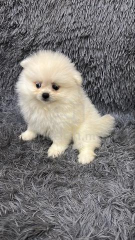 Female Pomeranian Puppy Cream White - photo 4 of 6