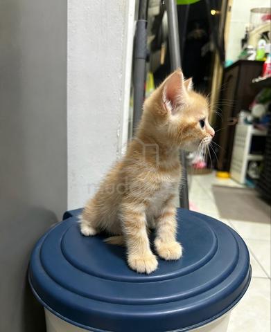 Red tabby Bsh - photo 2 of 2