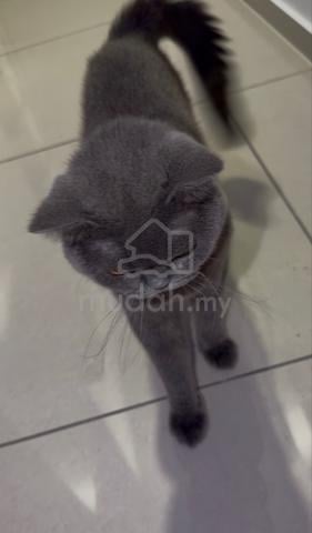 Kucing BSH Male Blue - photo 4 of 5