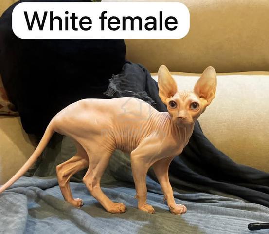 Carousel Image Selected