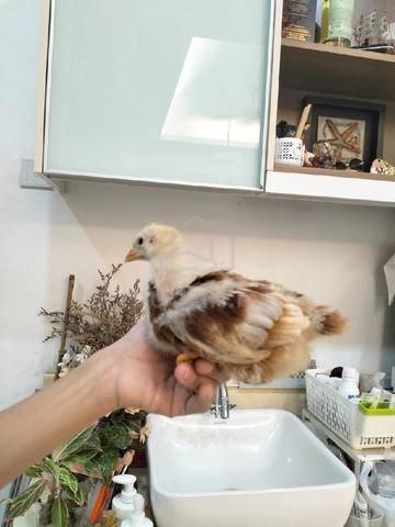 RiR Chicks - photo 2 of 3