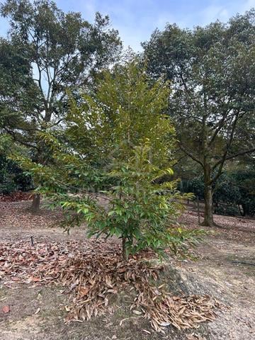 Mantin Kampung Dalam Freehold Agri Land With Access Road For Sale 1