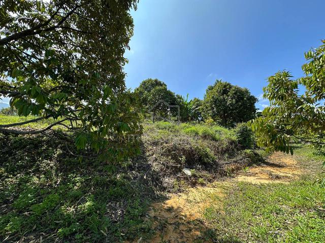 Simpang Pulai / Agricultural Land / Durian Farm / 5 Acre / Freehold 5
