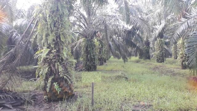 Tanah 2 Ekar Tanah Sawit Non bumi Bestari Jaya | Hasil Bulanan | Nego 1