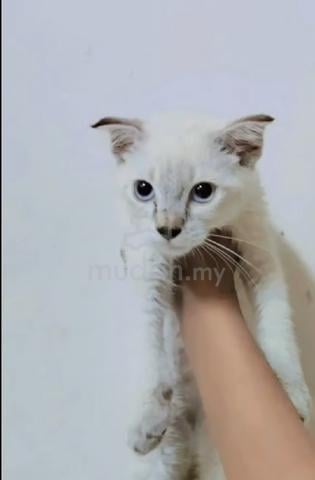 Kitten Male Mix Scotish fold - photo 2 of 6