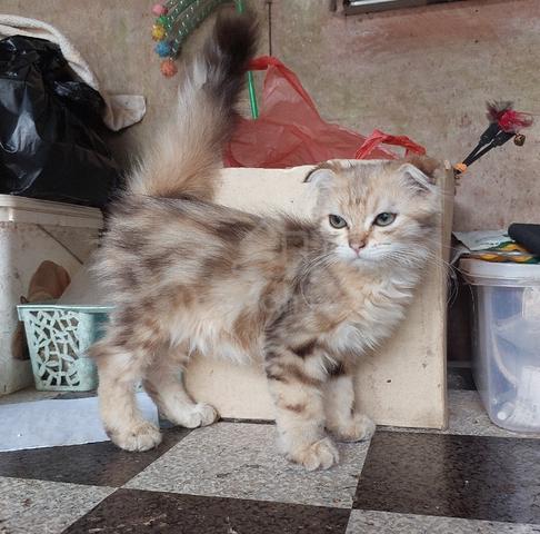 brown tabby highland fold - photo 5 of 5