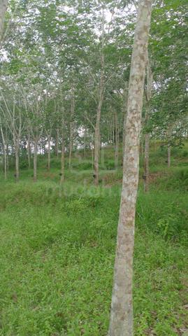 6.5 Ekar Tanah Pokok Getah Kg Melayu Raya Segamat Johor 1