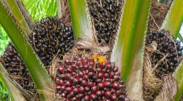 Sabah Beaufort Agricultural Leasehold Land For Sale 1