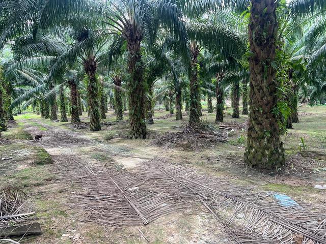 READY INCOME, Freehold Oil Plam Land, 6 acre, Main Road, Kota Rembau 1
