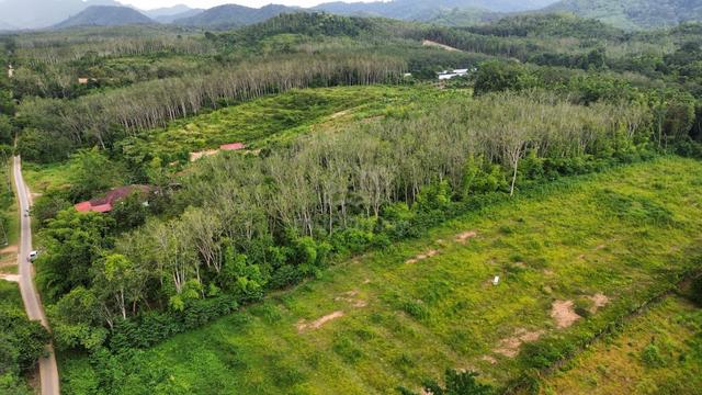 Kebun getah ready diusahakan Harga Terlajak Murah 5