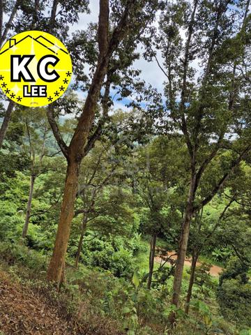 4.7 Acres Old Durian Farm For Sale | Lenggong,Perak 2