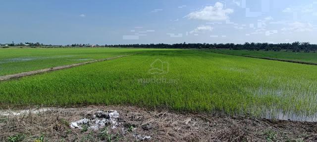 Tanah Sawah Paling Murah 1.5 Ekar Di Sabak Bernam 1