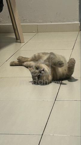 Carousel Image Selected