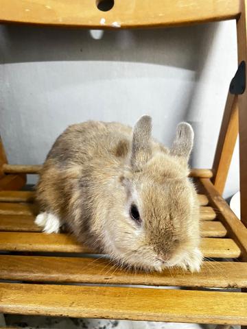 Netherlands Dwarf - photo 2 of 4