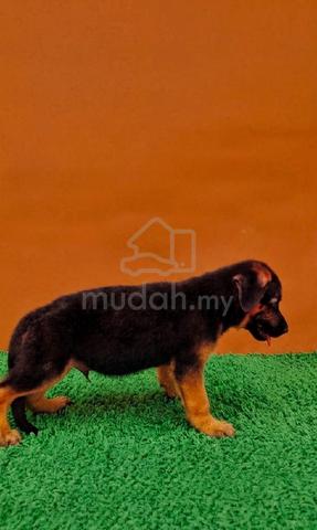 German shepherd  - photo 3 of 4