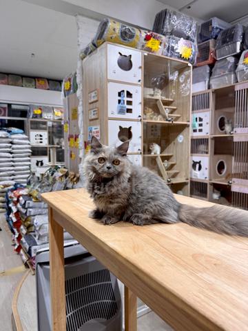 can send Singapore blue Tortie munchkin napoleon - photo 3 of 5