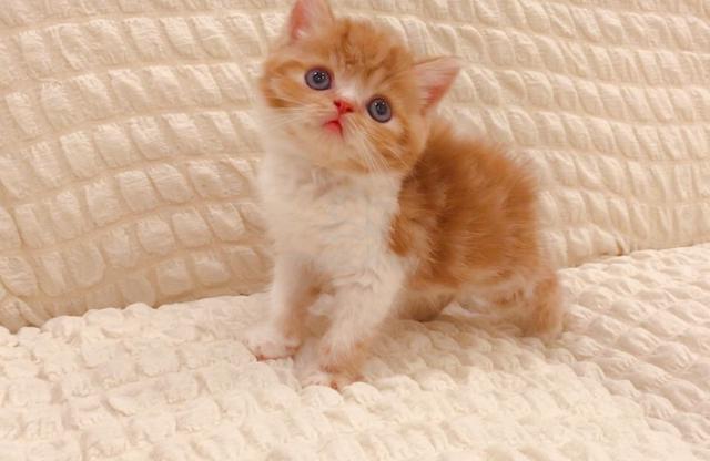 Orange Kitten Bsh British Shorthair Pets For Sale In Johor Bahru Johor