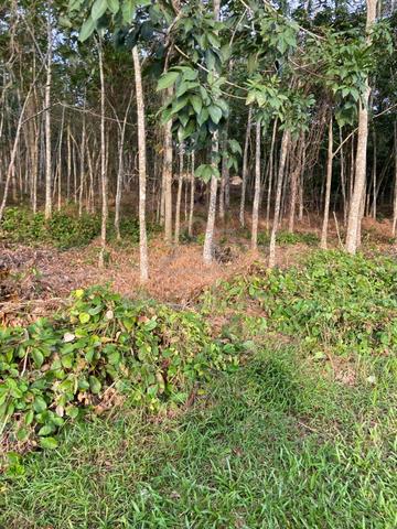 Kebun getah tepi jalan utama 1
