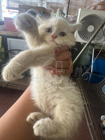 2 kitten utk dijual. - photo 2 of 6
